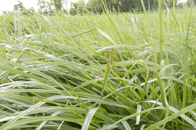 Was leisten einj&auml;hrige Acker- und Kleegrasmischungen