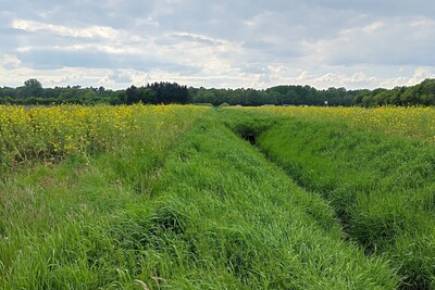 Gewässerrandstreifen - © Janosch Hans Gewässerrandstreifen