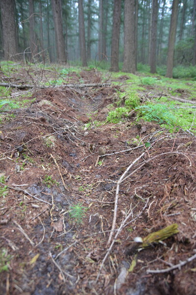 Mit einem Pflug hat ein Waldbesitzer den Sandboden für die Naturverjüngung freigelegt. - © Carl Hesebeck Pflug in Sandboden