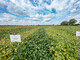 LeguNet-Soja-Feldtag der Landwirtschaftskammer Niedersachsen in Blender (Kreis Verden). - © Wolfgang Ehrecke LeguNet-Soja-Feldtag der Landwirtschaftskammer Niedersachsen in Blender (Kreis Verden).