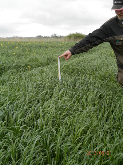 Im Ackerfutterbau punktet das Welsche Weidelgras durch sein Ertragsvermögen in Verbindung mit einem guten Futterwert. - © Dr. Christine Kalzendorf Welsches Weidelgras 2013