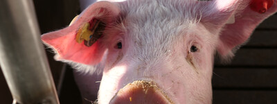 Ein Schwein trinkt aus einem Metallrohr in einem Stall. Sonnenlicht f&auml;llt auf seinen Kopf.