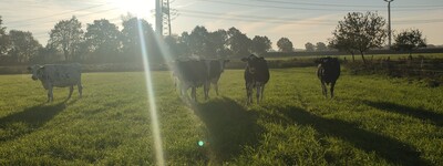 - © Katharina Bittner Bio-Kühe auf der Weide