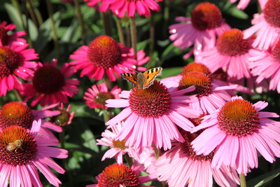 Echinacea purpurea - roter Sonnenhut