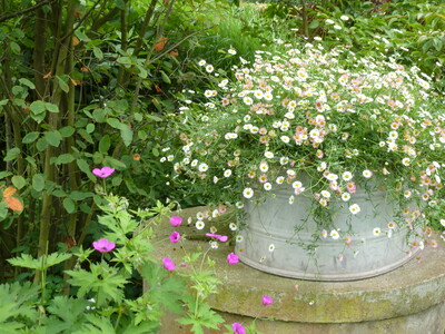 Zinkwanne mit Bepflanzung