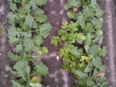 Fremdbesatz mit Ackersenf in einer Hybridraps-Vermehrung - © Eric Preuß Fremdbesatz mit Ackersenf in einer Hybridraps-Vermehrung