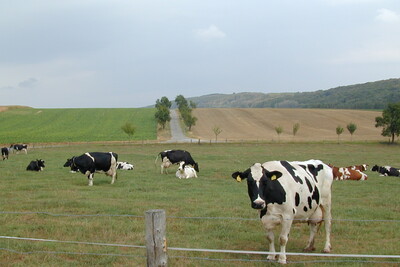 K&uuml;he