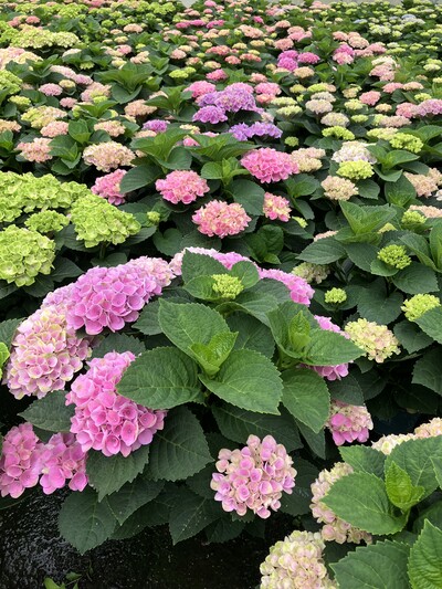 Torfreduziert produzierte Hortensien im Gewächshaus von Freese Gartenbau - © Felix Bouquet Torfreduziert produzierte Hortensien im Gewächshaus von Freese Gartenbau