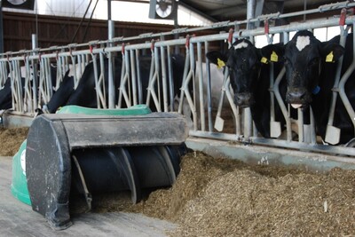Automatische Futteranschieber sind in der Bullenmast bislang eher selten im Einsatz