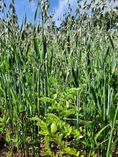 - © Eva Neuls ÖMR HR Uelzen_Gemengeanbau 4