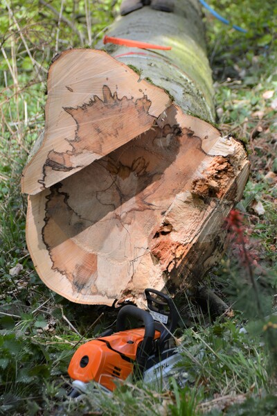Schöne Bruchleiste nach der Fällung - © Carl Hesebeck Schöne Bruchleiste nach der Fällung