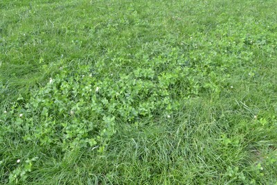 Ackerfuttergras - © Dr. Tammo Peters Ackerfuttergras