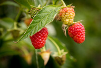 Himbeeren im Folientunnel auf dem Gelände der LWK-Versuchsstation für Beerenobst in Vechta-Langförden. Auf den Flächen der Kammer wird in zahlreichen Versuchen weiter an der Qualität der heimischen Himbeeren gefeilt. - © Wolfgang Ehrecke Drei reife Himbeeren hängen an einem Zweig mit grünen Blättern.