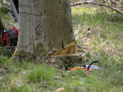 Fallkerb - © Carl Hesebeck Fallkerb