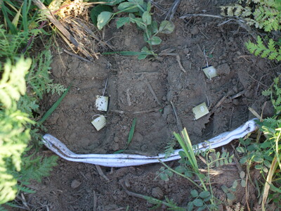 Eingegrabene Hose mit Tee - © LWK Niedersachsen Eingegrabene Hose mit Tee