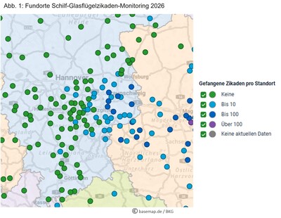 Abb. 1: Fundorte Schilf-Glasflügelzikaden-Monitoring 2026 - © Informationssystem für Integrierte Pflanzenproduktion e.V. (ISIP) bearbeitet von Dr. Holger Kreye Abb. 1: Fundorte Schilf-Glasflügelzikaden-Monitoring 2026