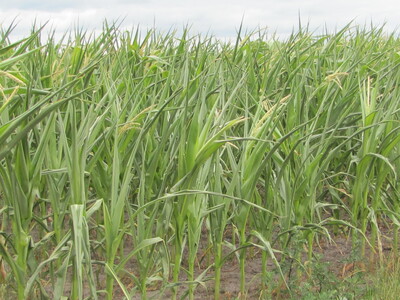 Auch wenn noch Regen fällt, ist bei diesem Maisbestand keine Kolbenausbildung mehr zu erwarten. - © Dirk Albers Auch wenn noch Regen fällt, ist bei diesem Maisbestand keine Kolbenausbildung mehr zu erwarten.