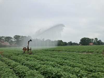 Beregnung von Kartoffeln