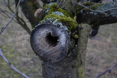 Angeschnittene Höhlung in einem Kirschbaum - © Stefanie Weigelmeier Angeschnittene Höhlung in einem Kirschbaum