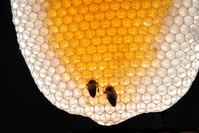 Heidehonig in frisch gebauter Wabe - © Karen Lau Heidehonig in frisch gebauter Wabe