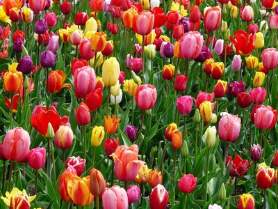 ein buntes Bl&uuml;tenmeer aus Tulpen