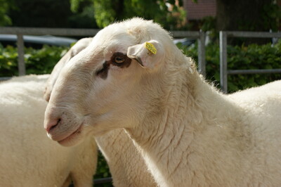 Verleihung des Staatsehrenpreises an den Betrieb Schmitz, Werpeloh - © LWK Niedersachsen Verleihung des Staatsehrenpreises an den Betrieb Schmitz, Werpeloh