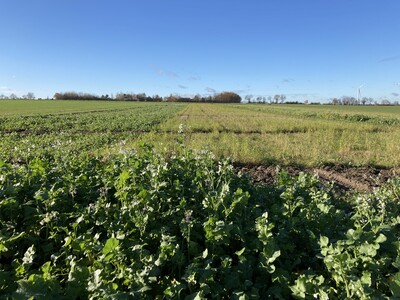 Wasserschutzversuch am Standort Hamerstorf - © Karen Peters Grünes Feld mit niedrigem Pflanzenbewuchs unter blauem Himmel, Bäume und Windräder am Horizont.