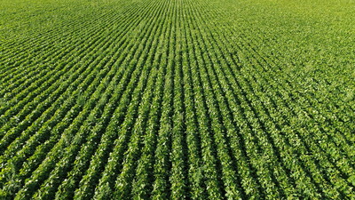 Sojaanbau in Niedersachsen