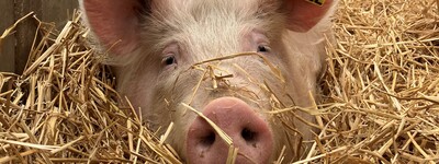 Bio Schwein im Stroh
