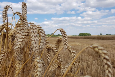 Nahaufnahme von reifen Weizen&auml;hren auf einem Feld unter einem bew&ouml;lkten Himmel. Im Hintergrund sind B&auml;ume sichtbar.