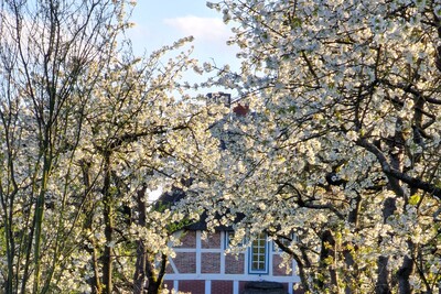 Obstbl&uuml;te im Alten Land