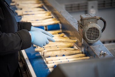 Spargelanbau und Spargel-Vermarktung: Sortieranlage f&uuml;r frisch geerntete Rohware in einem Spargelbetrieb in der Region Hannover.