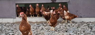 - © Anna Riedel / Stiftung Tierärztliche Hochschule Mehrere braune Hühner laufen über einen steinigen Boden vor einem Gebäude mit grünem Dach.