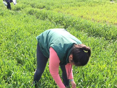 Frau Albers im praktischen Einsatz:  Probenahme in Wasserschutzversuchen