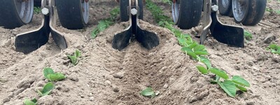 Beikrautregulierung in Sojabohnen