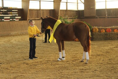 Die Familien Reese und Bornhorst stellten eindrucksvoll einige Stuten und Hengste des Betriebes vor