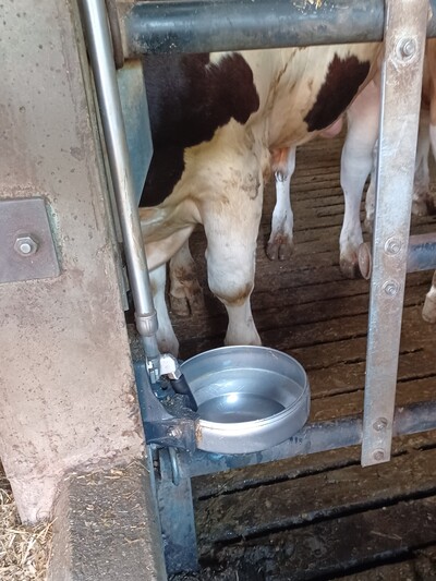 Schalentr&auml;nke in der Buchtentrennwand