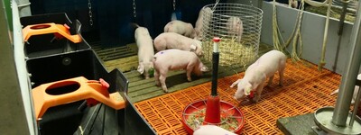 Angereicherte Bucht aus dem Projekt KoVeSch