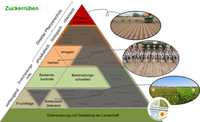 Maßnahmenpyramide für den integrierten Pflanzenschutz in Zuckerrüben