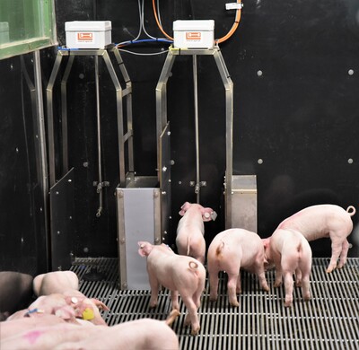 Fotoshooting in der neuen Ferkelaufzucht in Wehnen