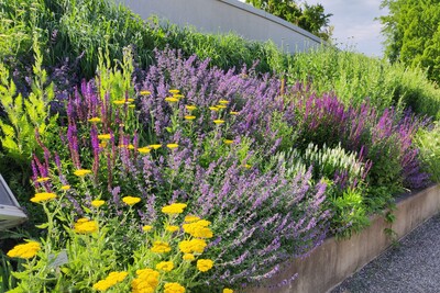 tolles Staudenbeet im Berggarten 
