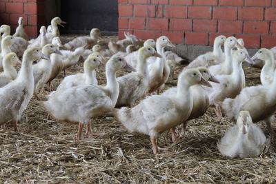 Pekingenten - © Christina Schulte Pekingenten