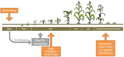 Nmin im Mais - © Caroline Benecke Nmin im Mais