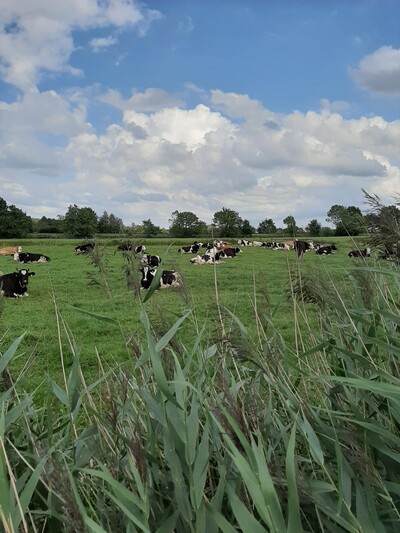 Öko Rinder auf der Weide liegend