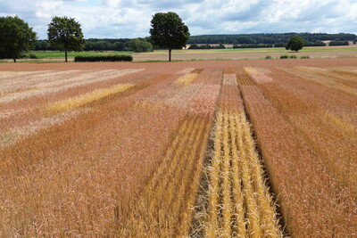 Öko-Landessortenversuche 2025 - © Volker Graß /media/media/FB7D2822-E500-6067-6D1745A5BB6DF8F4.JPG