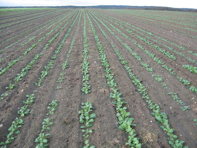 Vermehrungen von Hybridraps werden in Einzelkornsaat angelegt - © Eric Preuß Vermehrungen von Hybridraps werden in Einzelkornsaat angelegt