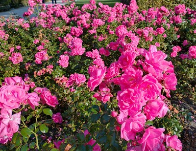 Rose 'Palmengarten Frankfurt' - © Anke Müller Rosa 'Palmengarten Frankfurt' im Park der Gärten