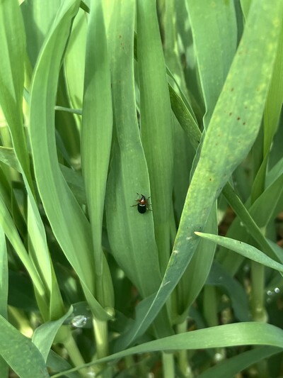 Rothalsiges Getreidehähnchen (Foto: Lüder Bornemann, Bezirksstelle Bremervörde) - © Lüder Bornemann Rothalsiges Getreidehähnchen