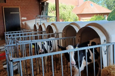 Kälber im Iglu - © Dr. Georg Teepker Kälber im Iglu