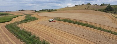 Getreideernte im Agroforst